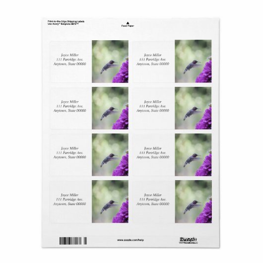 Hummingvogel mit lila Dahlien (Vorne)