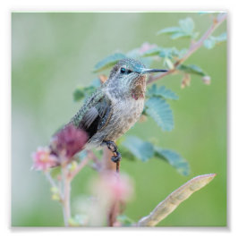 Hummingvogel mit rosa Blume Fotodruck