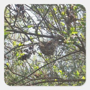 Hummingvogel-Nest in Lilac Shrub Quadratischer Aufkleber
