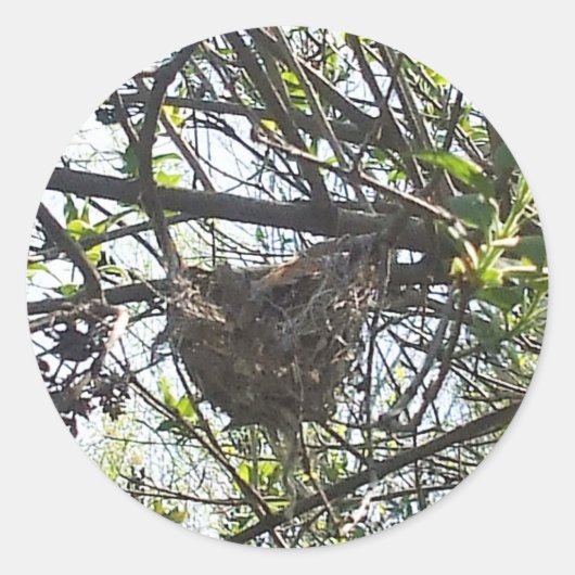 Hummingvogel-Nest in Lilac Shrub Square Sticker (Vorderseite)