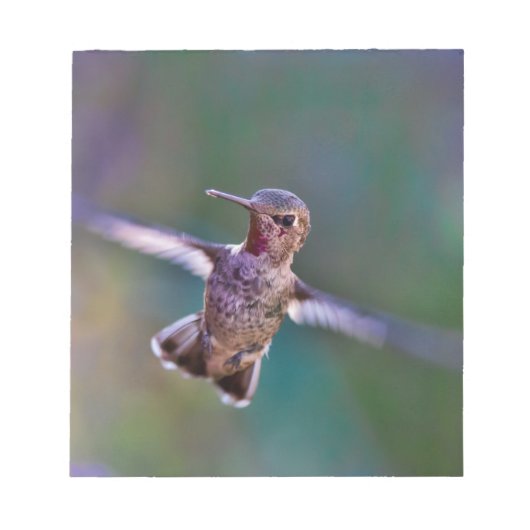 Hummingvogel Notizblock (Vorderseite)