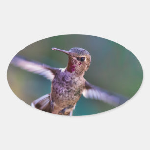 Hummingvogel Ovaler Aufkleber