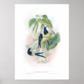 Hummingvogel Poster (Vorne)
