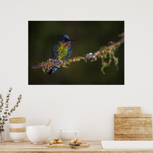 Hummingvogel Poster (Küche)