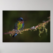 Hummingvogel Poster (Vorne)
