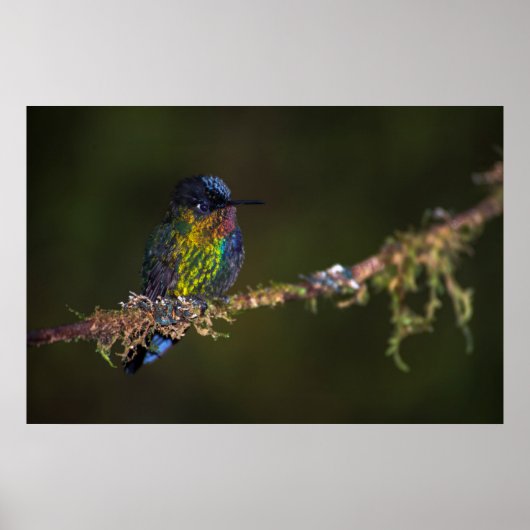 Hummingvogel Poster (Vorne)