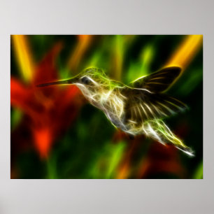 Hummingvogel Poster