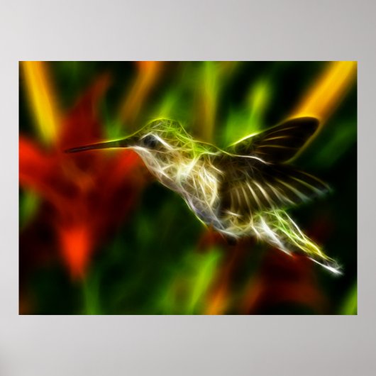 Hummingvogel Poster (Vorne)