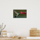 Hummingvogel Poster (Küche)