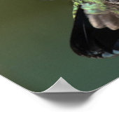 Hummingvogel Poster (Ecke)