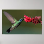 Hummingvogel Poster (Vorne)