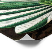 Hummingvögel Poster (Ecke)