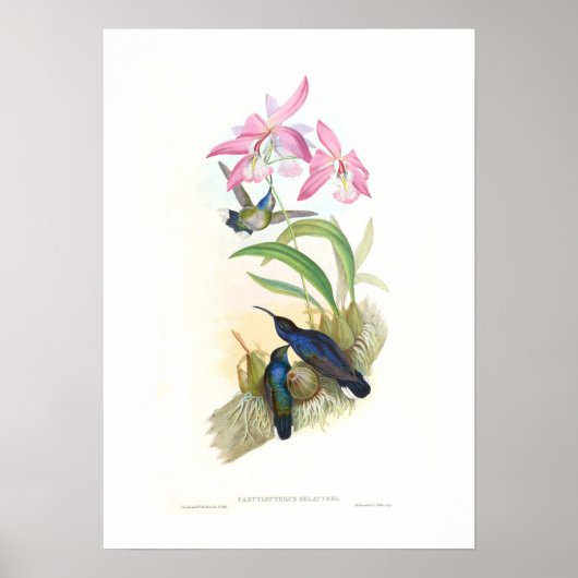 Hummingvogel Poster (Vorne)