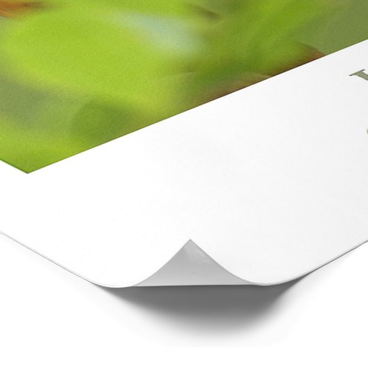 Hummingvogel Poster (Ecke)