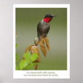 Hummingvogel Poster (Vorne)