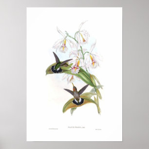 Hummingvogel Poster
