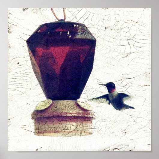 Hummingvogel Poster (Vorne)