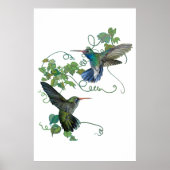 Hummingvogel Poster (Vorne)
