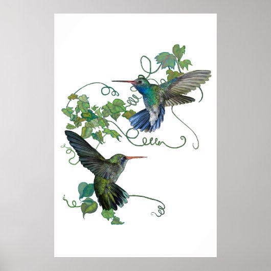 Hummingvogel Poster (Vorne)