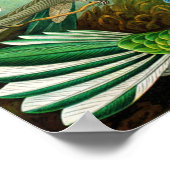 Hummingvögel Poster (Ecke)