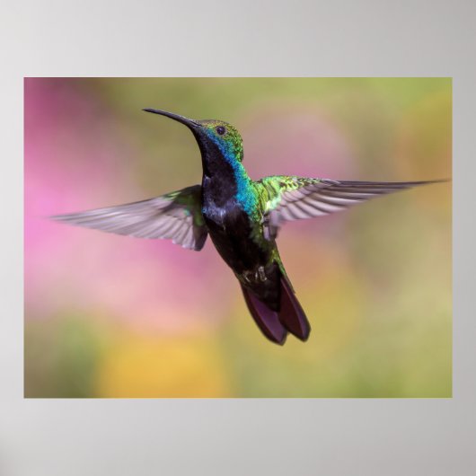 Hummingvogel Poster (Vorne)