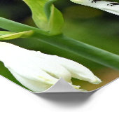 Hummingvogel Poster (Ecke)