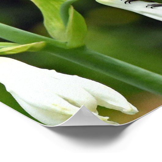 Hummingvogel Poster (Ecke)