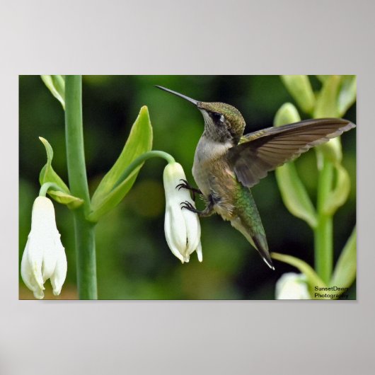 Hummingvogel Poster (Vorne)