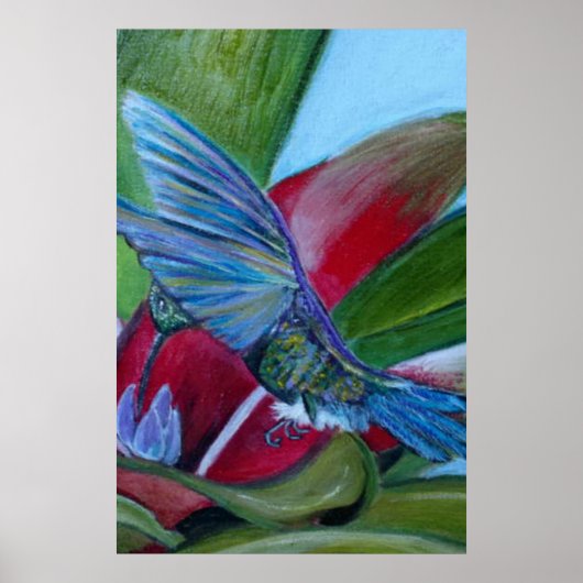 Hummingvogel Poster (Vorne)