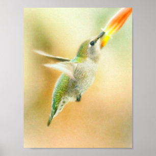 Hummingvogel Poster