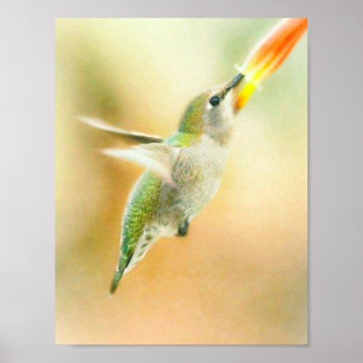 Hummingvogel Poster (Vorne)