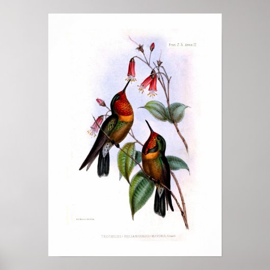 Hummingvogel Poster (Vorne)