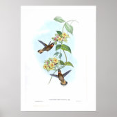 Hummingvogel Poster (Vorne)