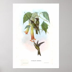 Hummingvogel Poster