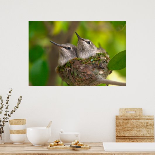 Hummingvögel Poster (Küche)