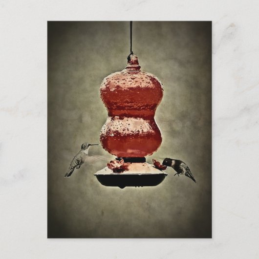 Hummingvögel Postkarte (Vorderseite)