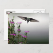 Hummingvogel Postkarte (Vorne/Hinten)