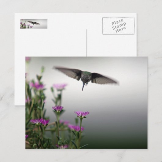 Hummingvogel Postkarte (Vorne/Hinten)