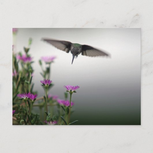 Hummingvogel Postkarte (Vorderseite)