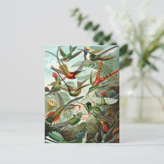 Hummingvögel Postkarte (Stehend Vorderseite)