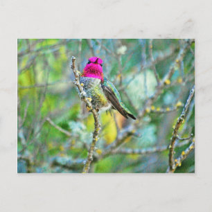 Hummingvogel Postkarte