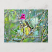 Hummingvogel Postkarte (Vorderseite)