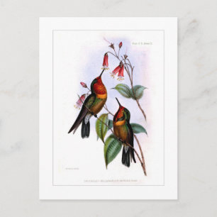 Hummingvogel Postkarte