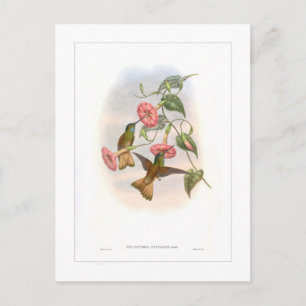Hummingvogel Postkarte