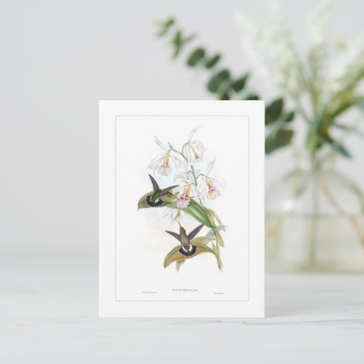Hummingvogel Postkarte (Stehend Vorderseite)