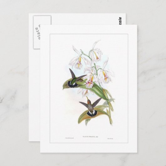 Hummingvogel Postkarte (Vorne/Hinten)