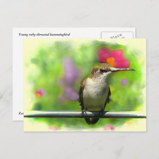 Hummingvogel Postkarte (Vorne/Hinten)