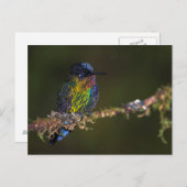 Hummingvogel Postkarte (Vorne/Hinten)