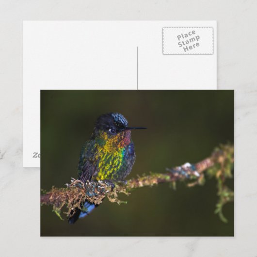 Hummingvogel Postkarte (Vorne/Hinten)
