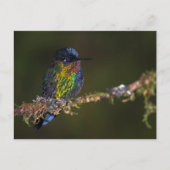 Hummingvogel Postkarte (Vorderseite)